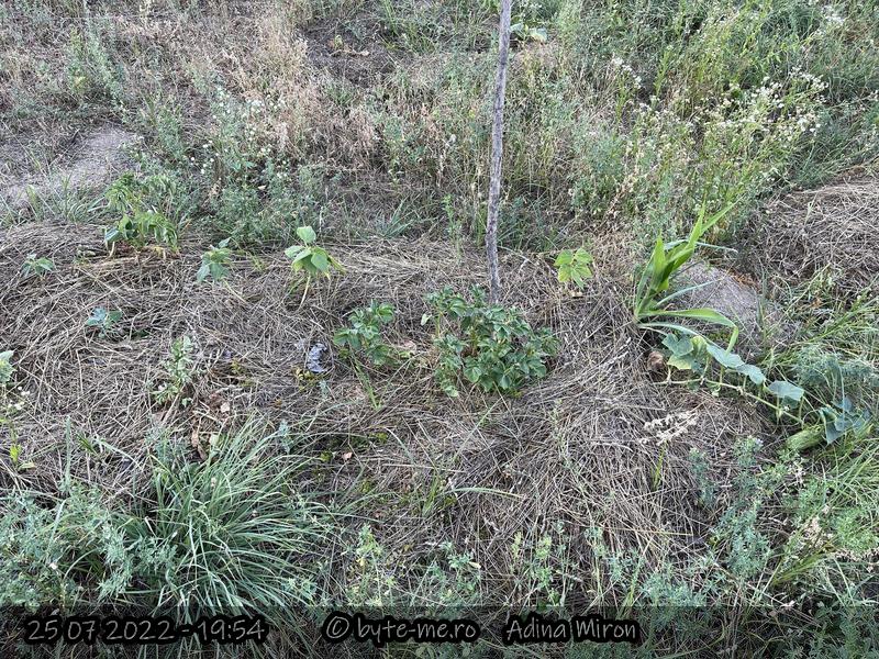 Experimentul in care mi-am dat seama ca mranita face casa buna cu stratul gros de iarba cosita. In luna Iunie, am pus mranita direct pe pamantul cosit, am semanat fasole, cartofi, porumb, si am transplantat castraveti. Am udat de 2 ori in toata vara, desi imi propusesem sa nu ud de loc. Mi s-a facut mila. Porumbul, o planta care are nevoie de foarte multa apa, nu a crescut bine. Fasolea a crescut bine, pana cand a fost decapitata de caprioare. Am cules castraveti si cartofi. Periodic testam cu mana umiditatea de sub stratul cu mulci. Era uimitor cat de bine se pastra in zilele caniculare, fara sa ud si fara sa ploua. 